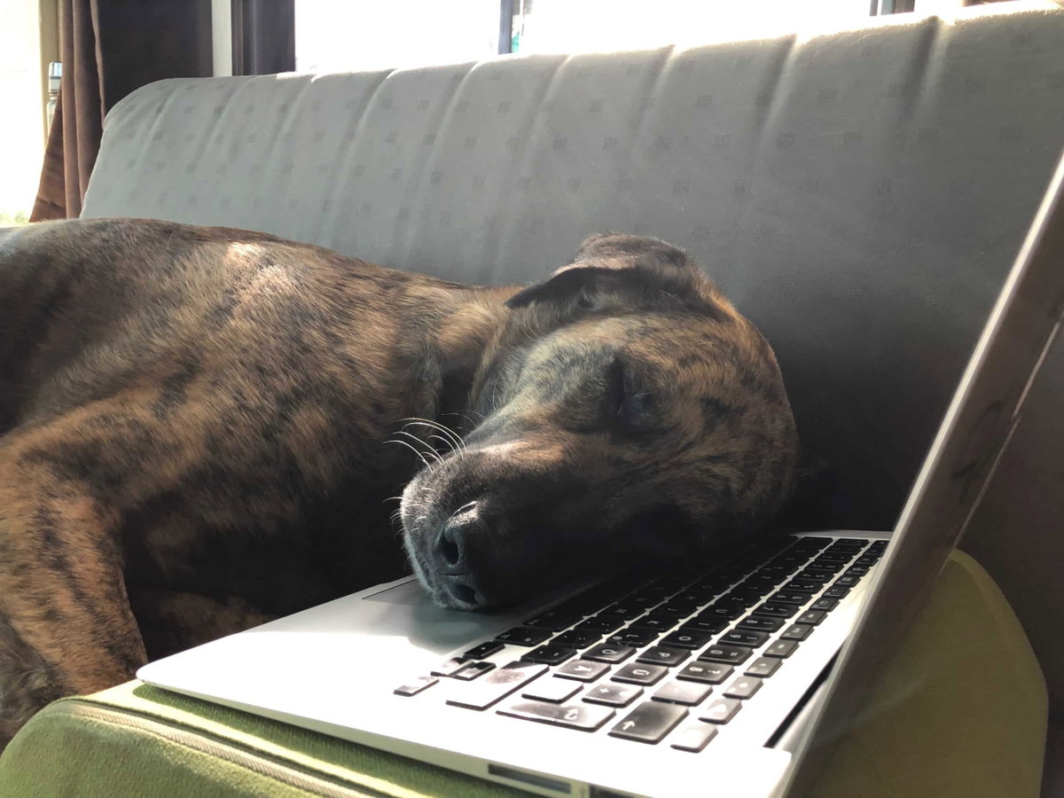 Ein braungetigerter Hund, unser Chief, liegt mit dem Kopf auf einer Laptop-Tastatur mit geschlossenen Augen. Die Beschriftung lautet: Du wirst feststellen: egal, wie gut deine Intention ist, dein Hund sucht sich den Platz, den er für gemütlich hält. Und wenn es dein Laptop ist.