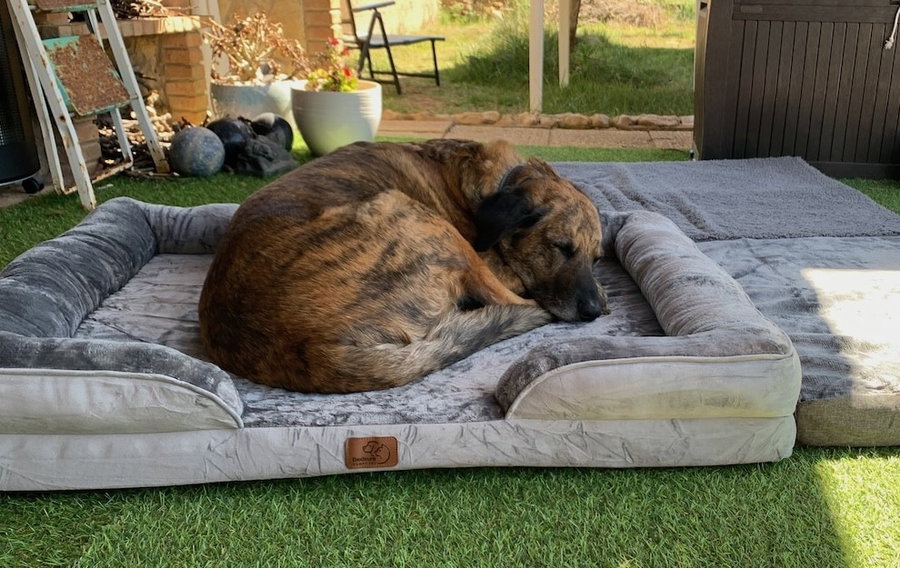 Das ergonomische Hundesofa von BEDSURE im Test