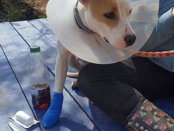 Erste Hilfe beim Hund bei Blutungen und Bisswunden