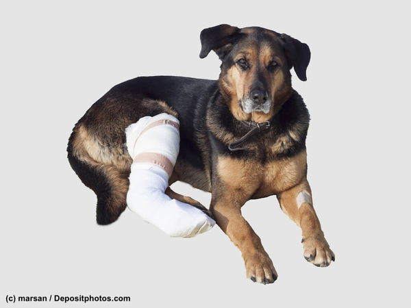 Erste Hilfe beim Hund bei Knochenbrüchen
