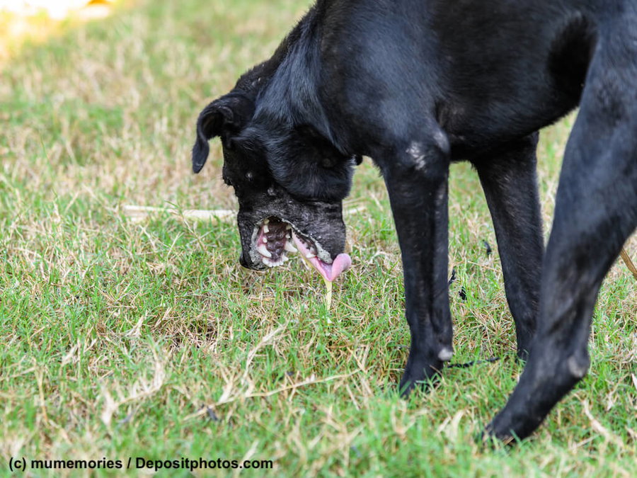 Erste Hilfe beim Hund bei Vergiftungen