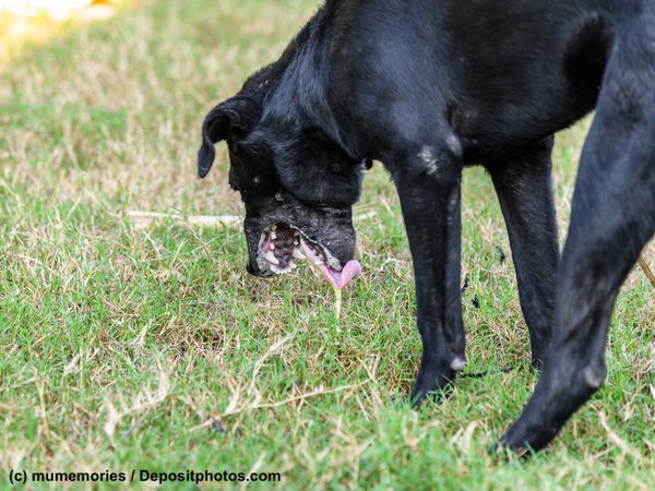 Erste Hilfe beim Hund bei Vergiftungen
