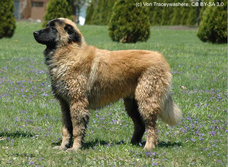 Cão da Serra da Estrela (Estrela Mountain Dog) Steckbrief