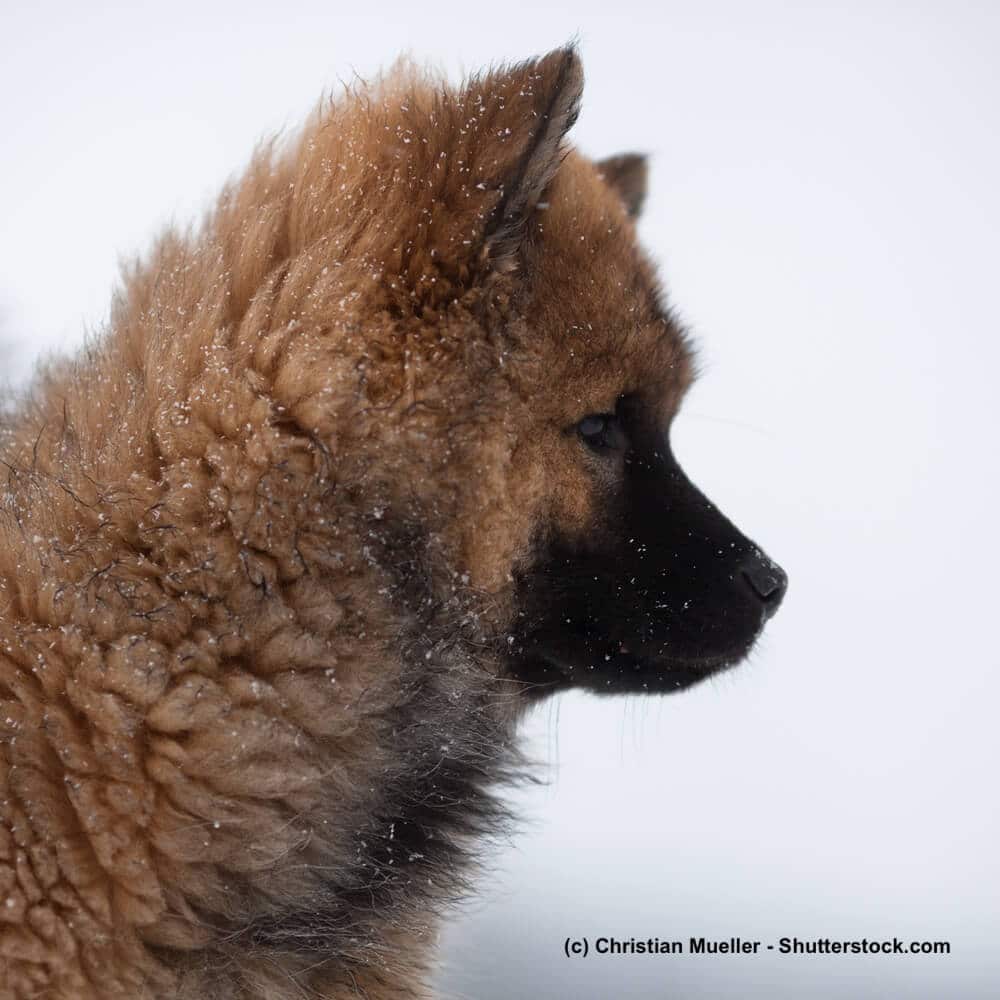 Kleiner Eurasier Welpe om Portrait
