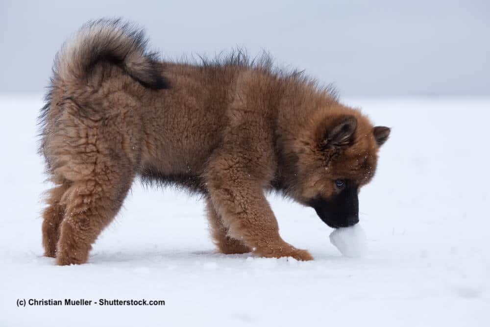 Eurasier Welpe schnuppert an einem Schneeball
