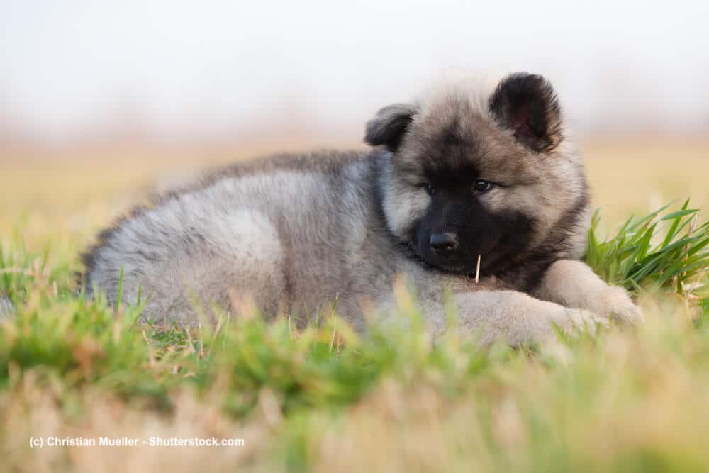 Müder Eurasier Welpe liegt auf einer Wiese