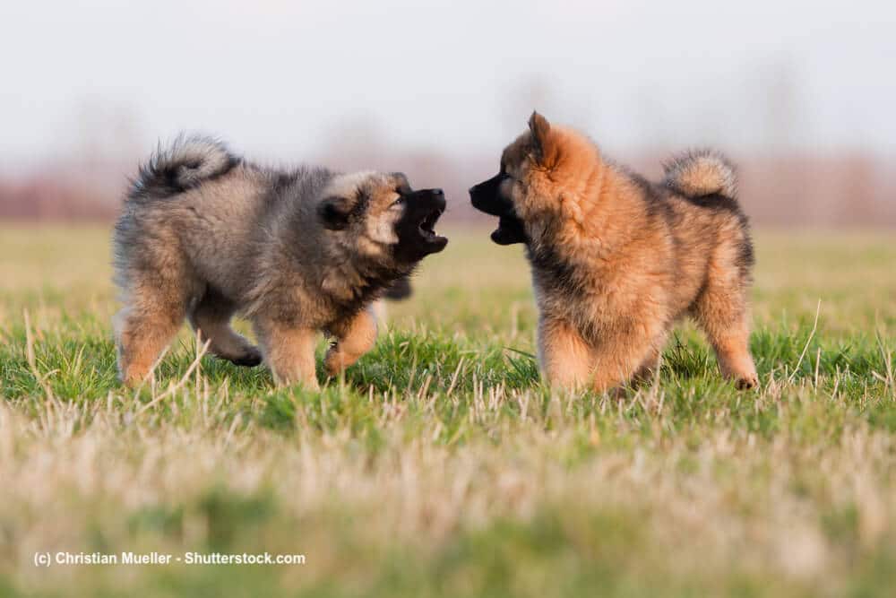 Spielende Eurasier Welpen auf einer Wiese