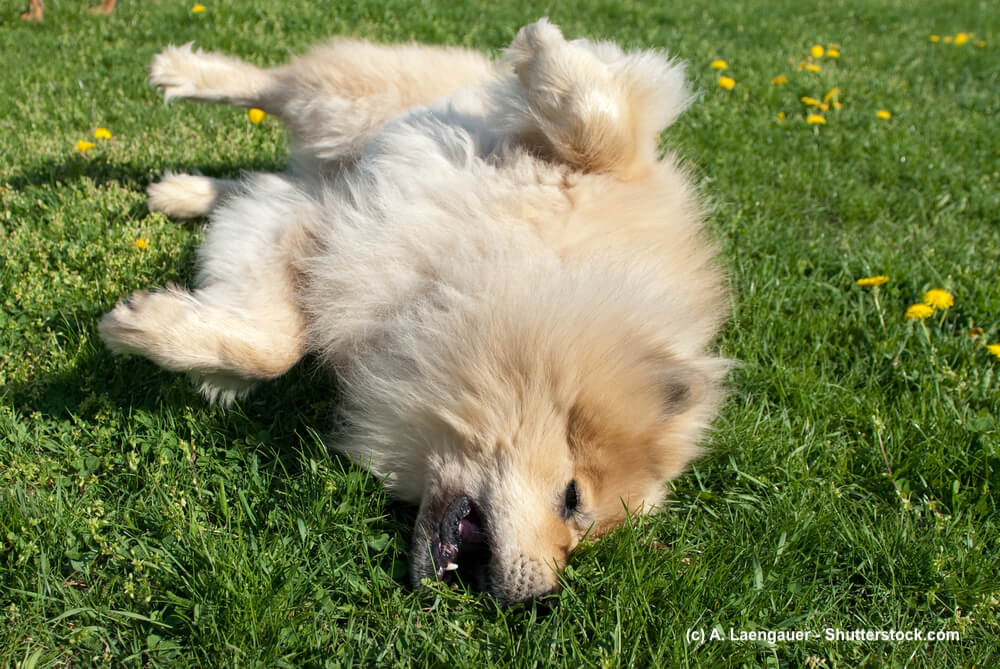 Sich auf einer Wiese wälzender Eurasier