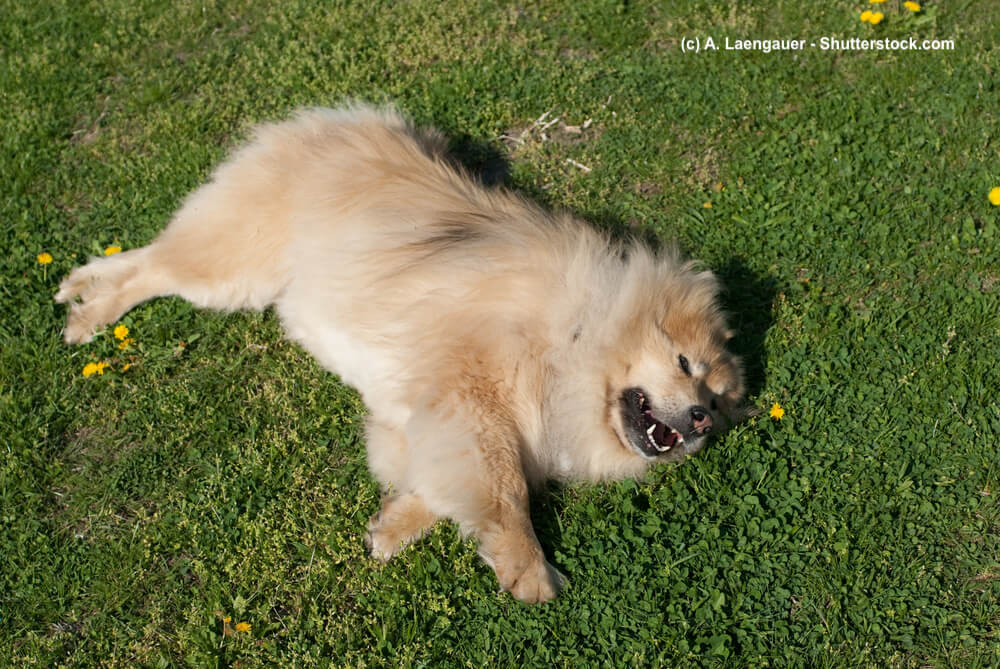 Hellbrauner Eurasier liegt auf einer Wiese