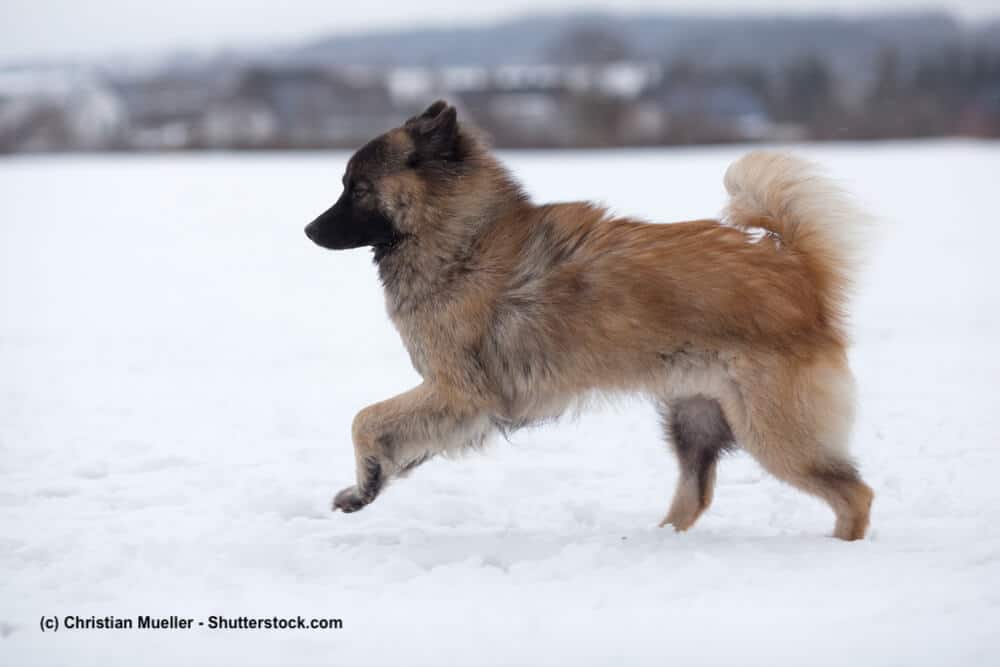 Eurasier im Schnee laufend