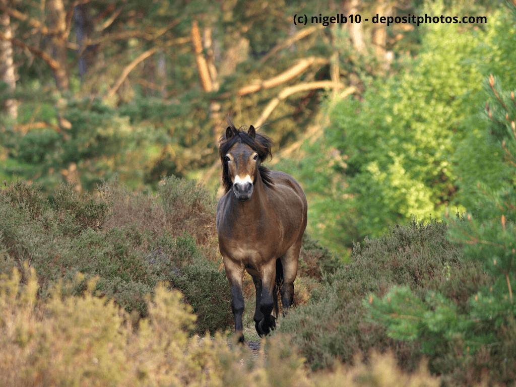 Exmoor-Pony trabt in Richtung Kamera