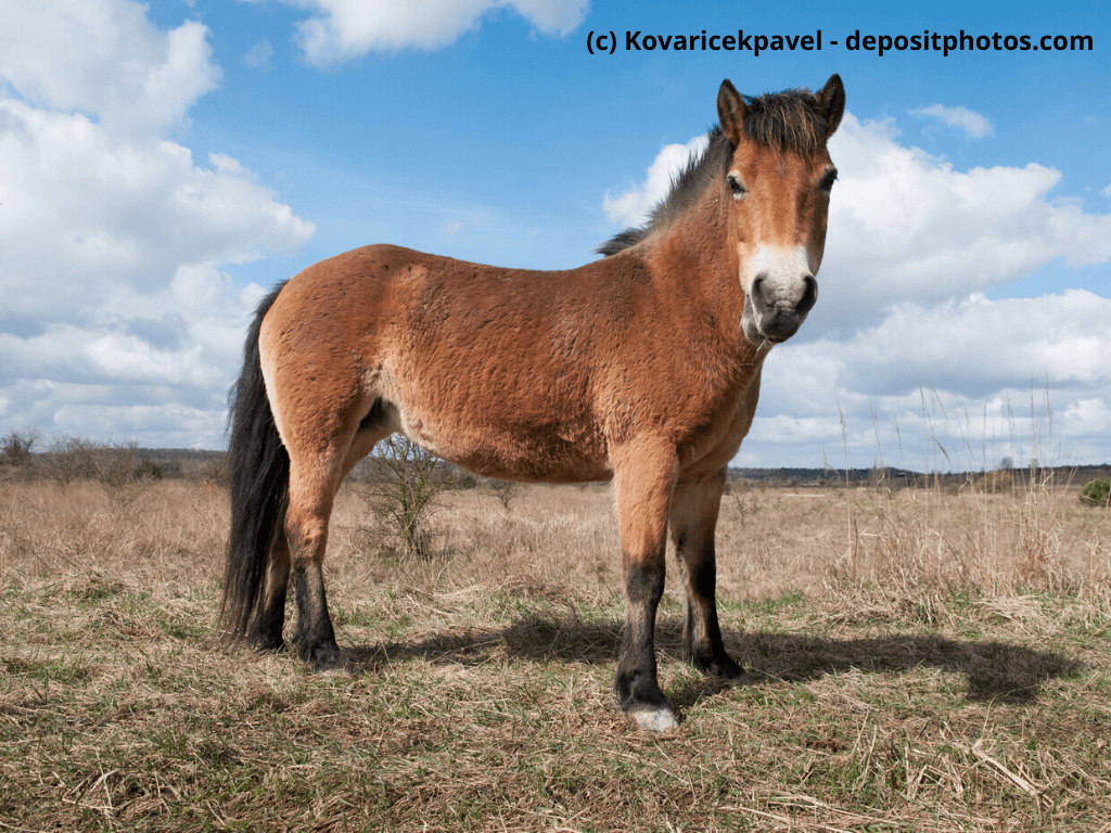 Exmoor-Pony