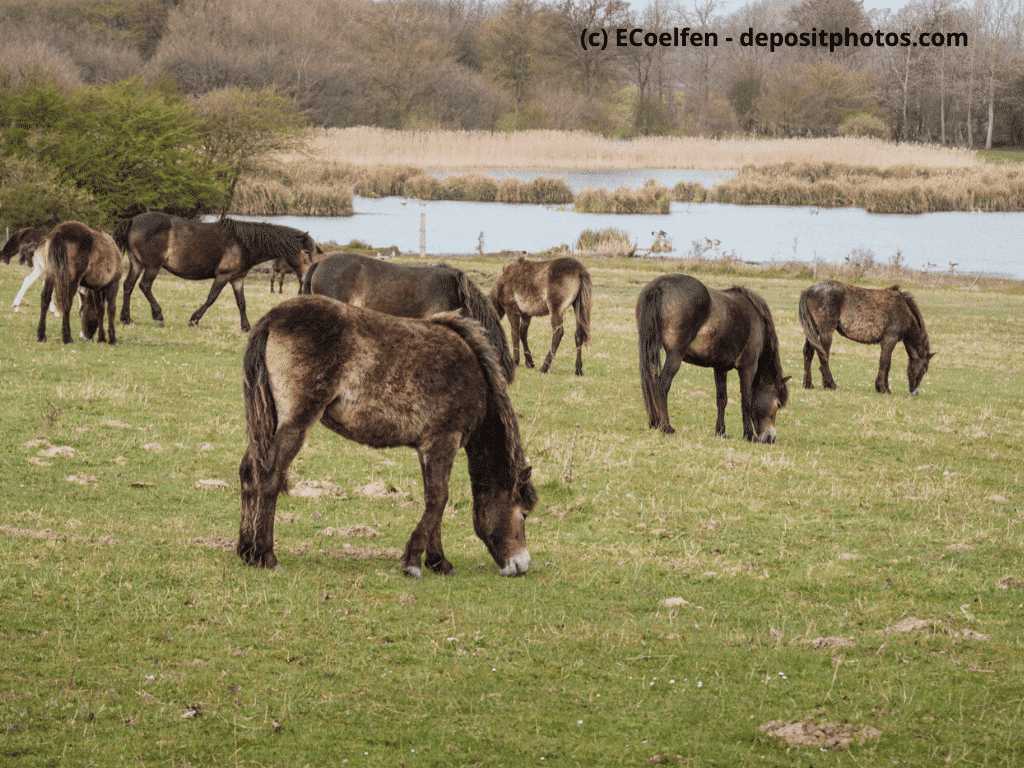 Exmoor-Ponys auf der Sommerweide