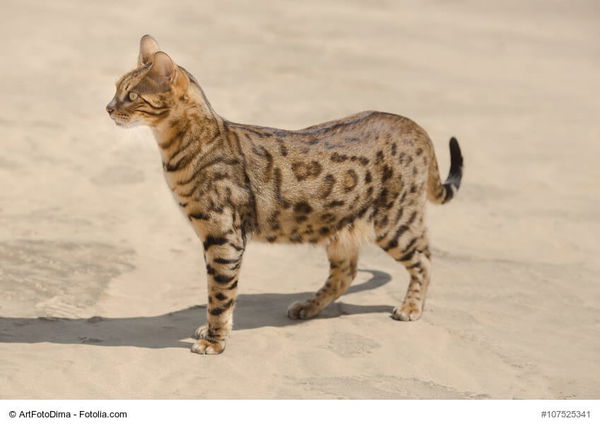 Die Körpersprache von Katzen: Diese Dinge musst du wissen!