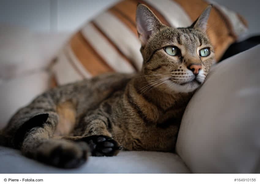 F5 Savannah Katze gemütlich auf dem Sofa