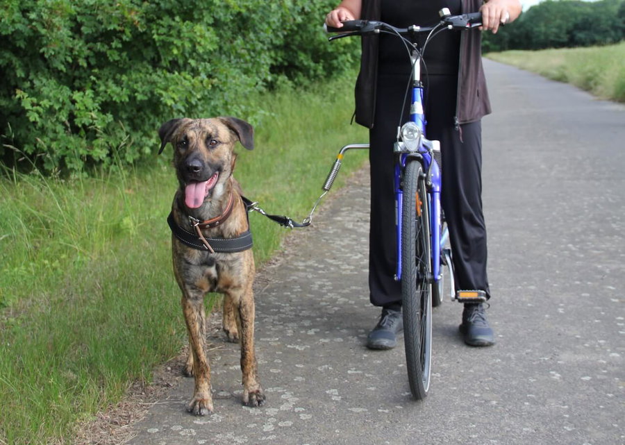 Fahrradfahren mit Hund: ein Überblick über die verschiedenen Möglichkeiten