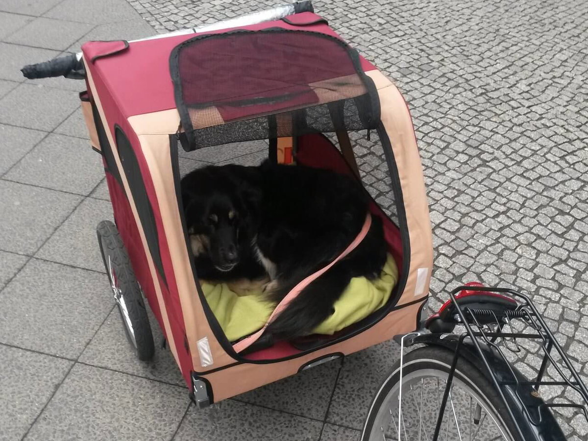 king buffalo gear 26L Waterproof Fishing Backpack, Durable & Leakproof Fahrradbox BikeBox 3 Cargo & Container Record Books iPhone Hülle inkl. Adapterplatte (Handymodell):iPhone 11 Pro Max King Buffalo