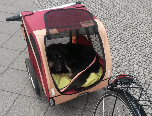 Hundefahrradanhänger FAH18-2 von Leopet im Test