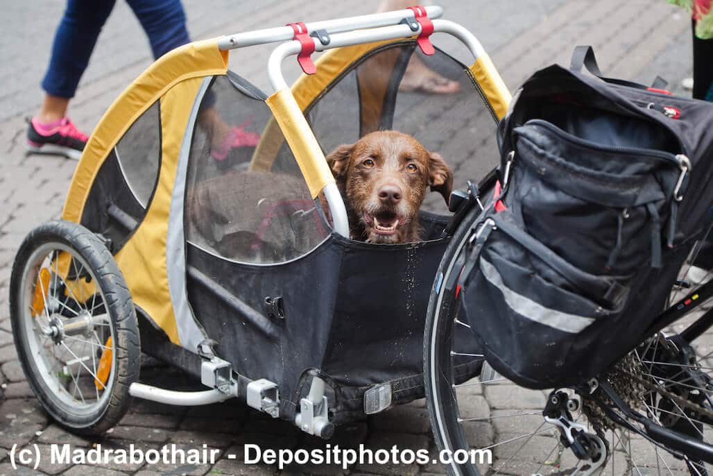 Hund liegt im Fahrradanhänger