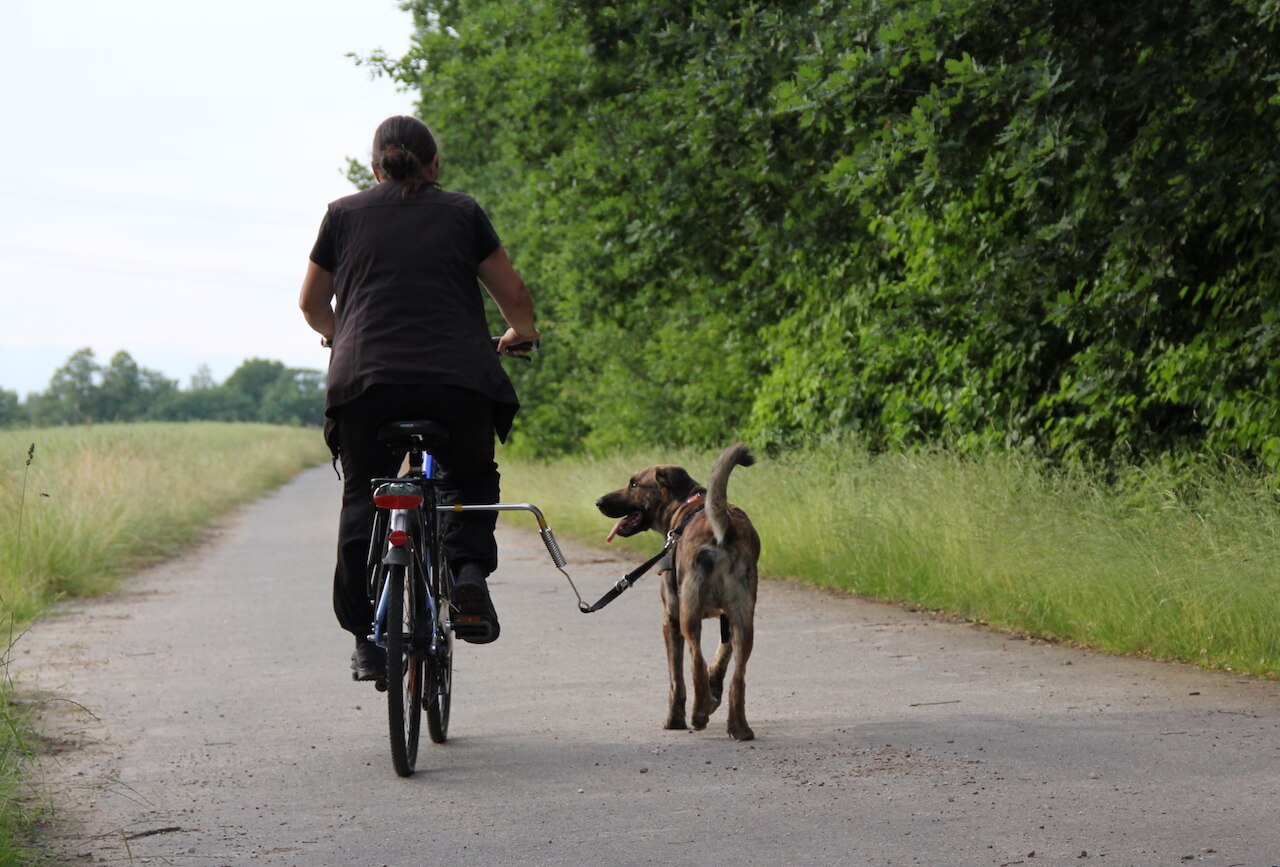 Fahrradfahren mit Hund - eine bersicht | Haustiermagazin