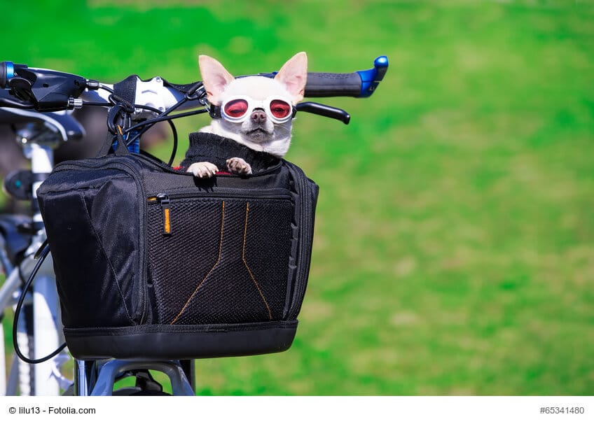 Fahrradkorb mit Hündchen