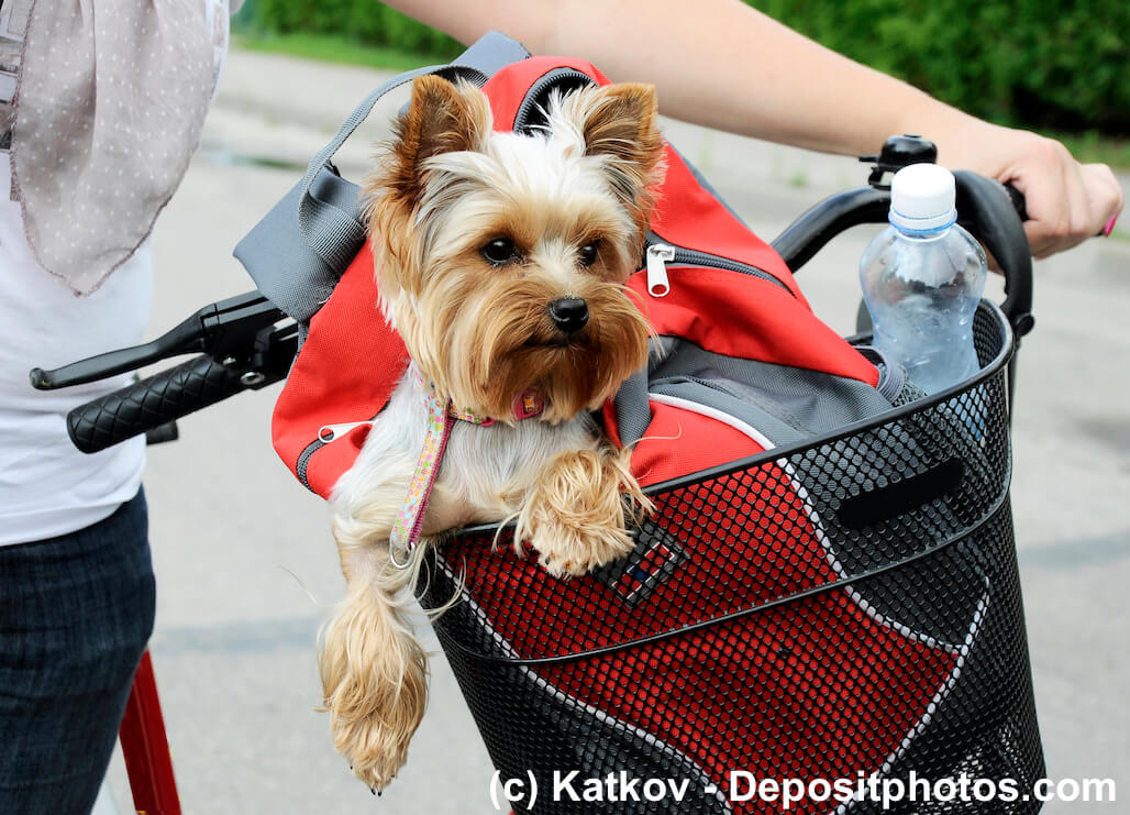 Ein Yorkshire Terrier sitzt in einer Tasche in einem Fahrradkorb vorne am Lenker eines Fahrrads, das von einem Menschen geschoben wird