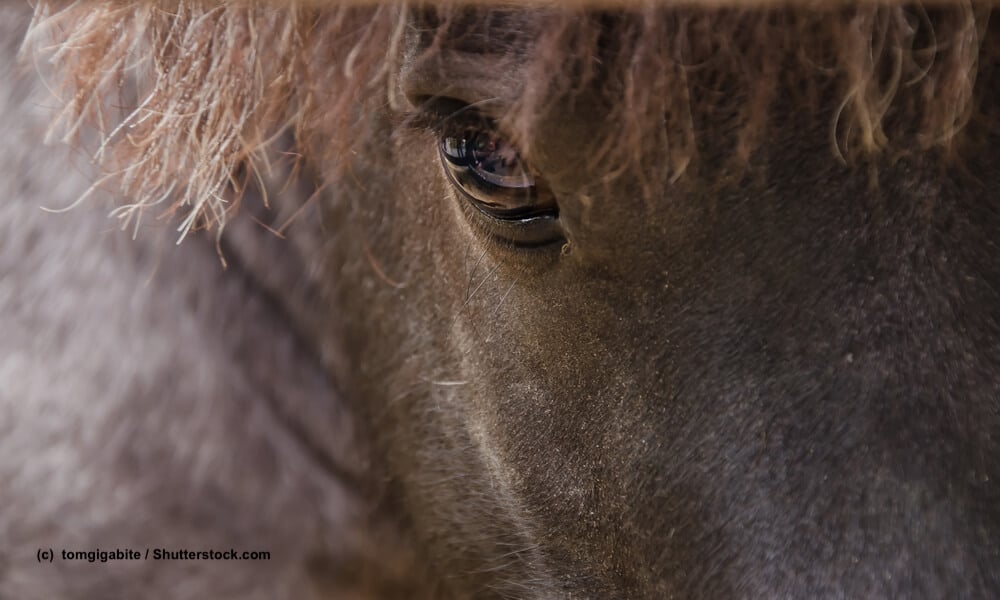 Portrait eines braunen Falabella Ponys