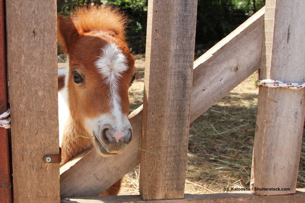 Braunes Falabella Pony schaut durch ein Gatter