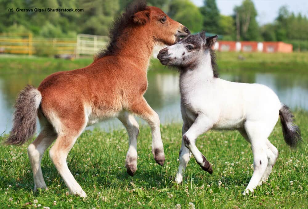Braunes und weißes Falabella Pony spielen