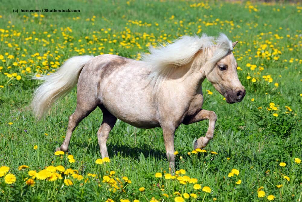 Falabella in Bewegung auf einer Wiese