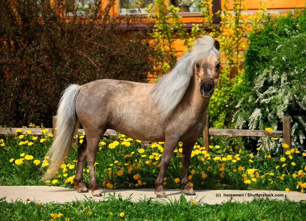Falabella