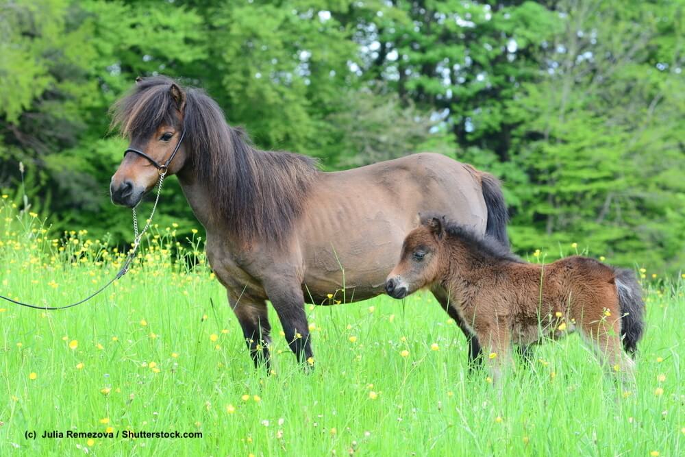 Falabella Stute mit Folen