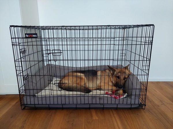 Die Feandrea Gitterbox für Hunde im Test