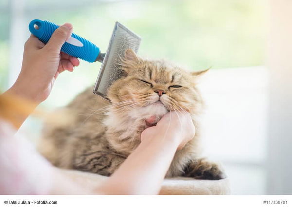 Tipps zur Fellpflege einer Langhaarkatze 
