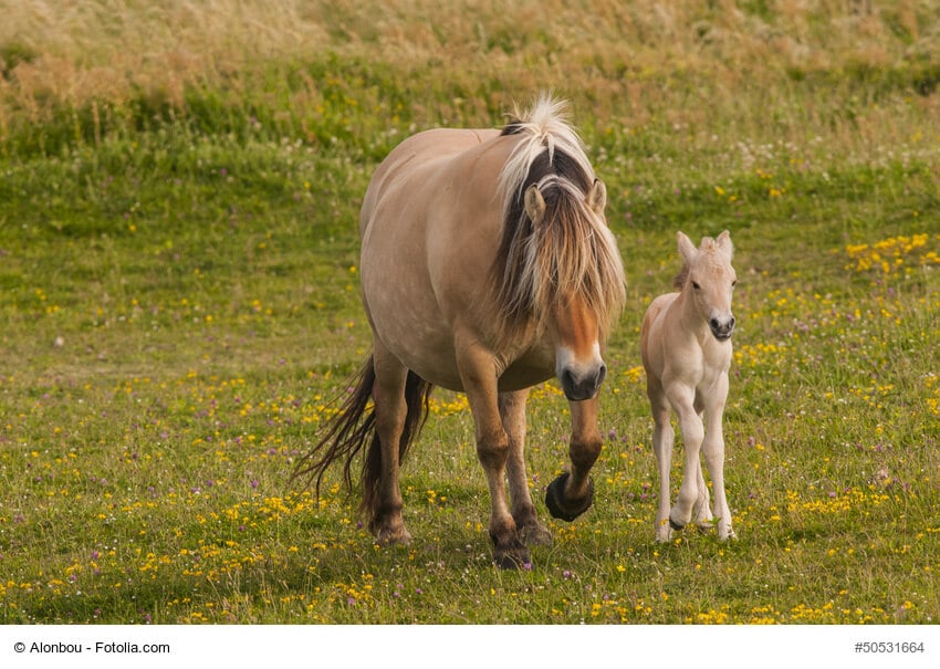 Fjordpferd Mama mit Fohlen