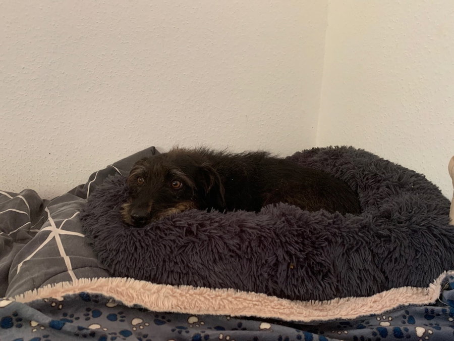 Das flauschige Hundebett in Donutform von BEDSURE im Test