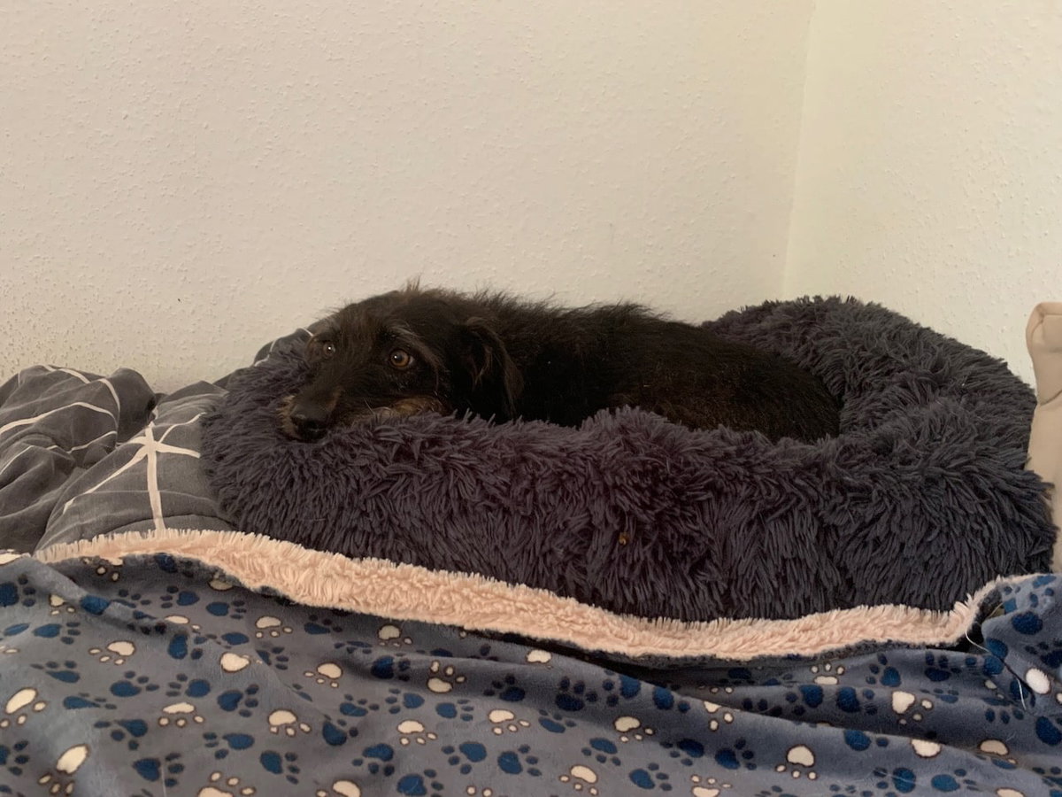 Die schwarze Terrier-Mix-Hündin Pepper liegt in einem flauschigen Donut-Hundebett. Die Beschriftung lautet: Manche Hunde bevorzugen ein flauschiges Hundebettchen, in dem sie sich richtig einkuscheln können.