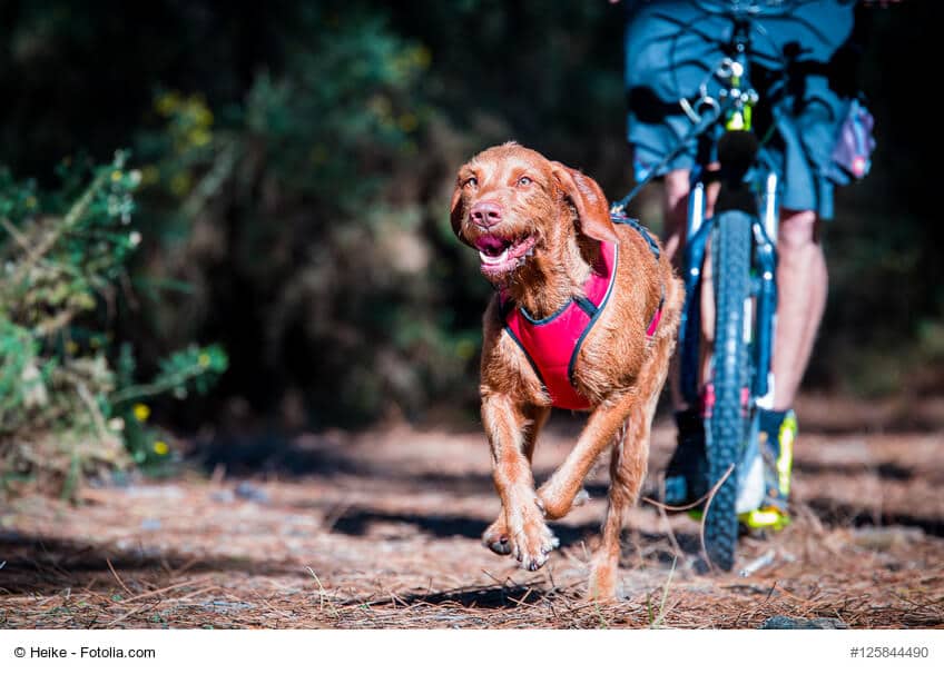 Hund im Lauf beim Zughundesport