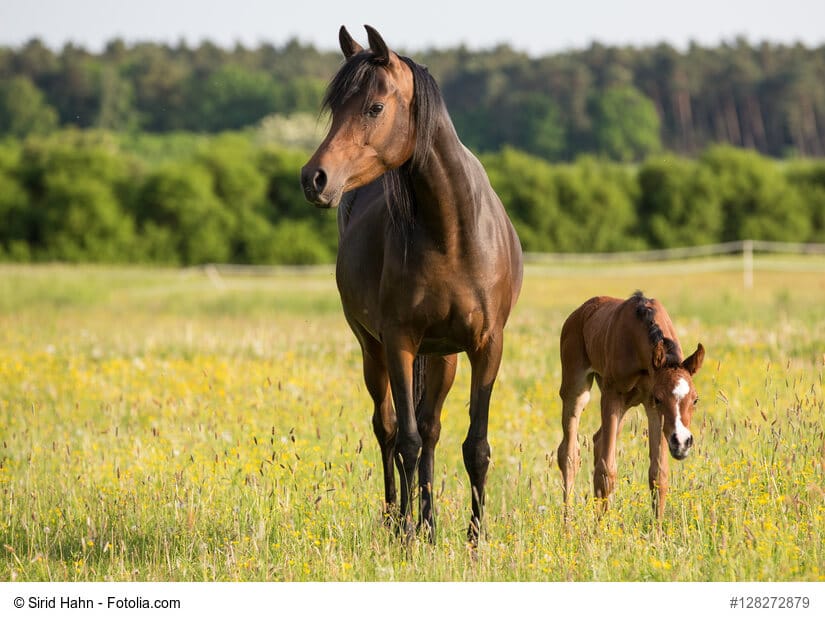 Arabisches Vollblut