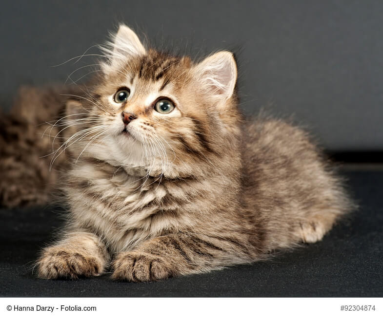 Sibirische Katzen Kind liegend in braun/ creme
