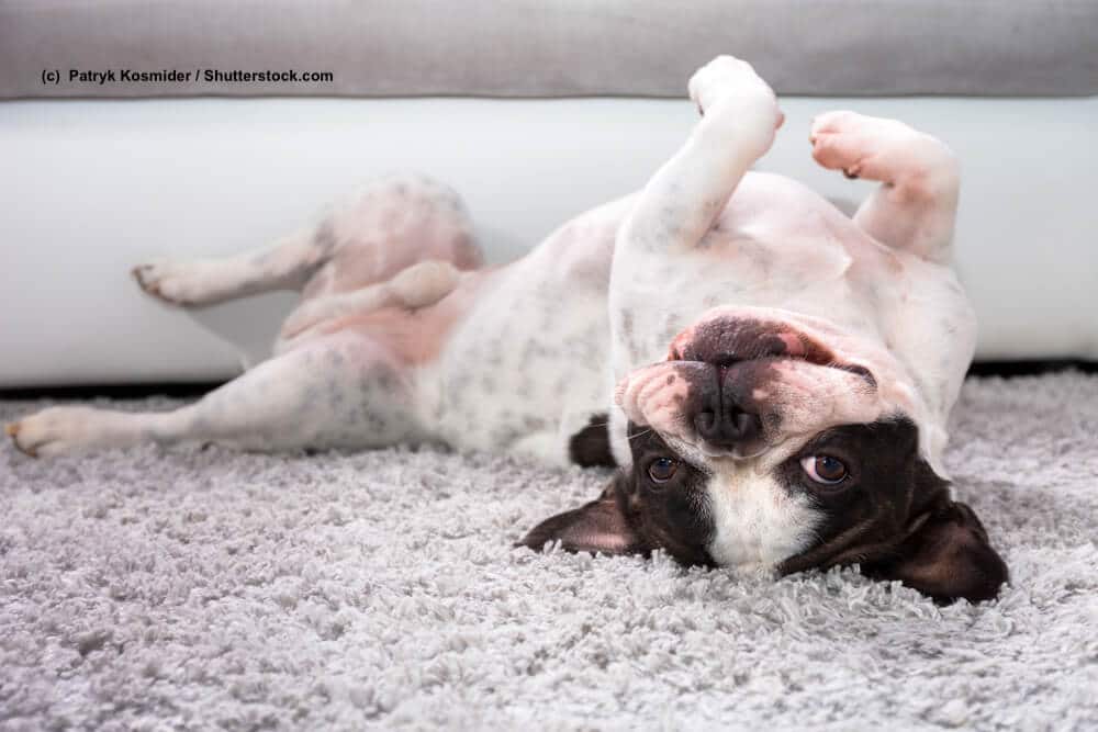 French Bulldog / Franzoesische Bulldoggen sind fröhliche Hunde