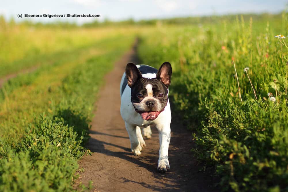 French Bulldog / Franzoesische Bulldoggen hecheln oft beim Laufen