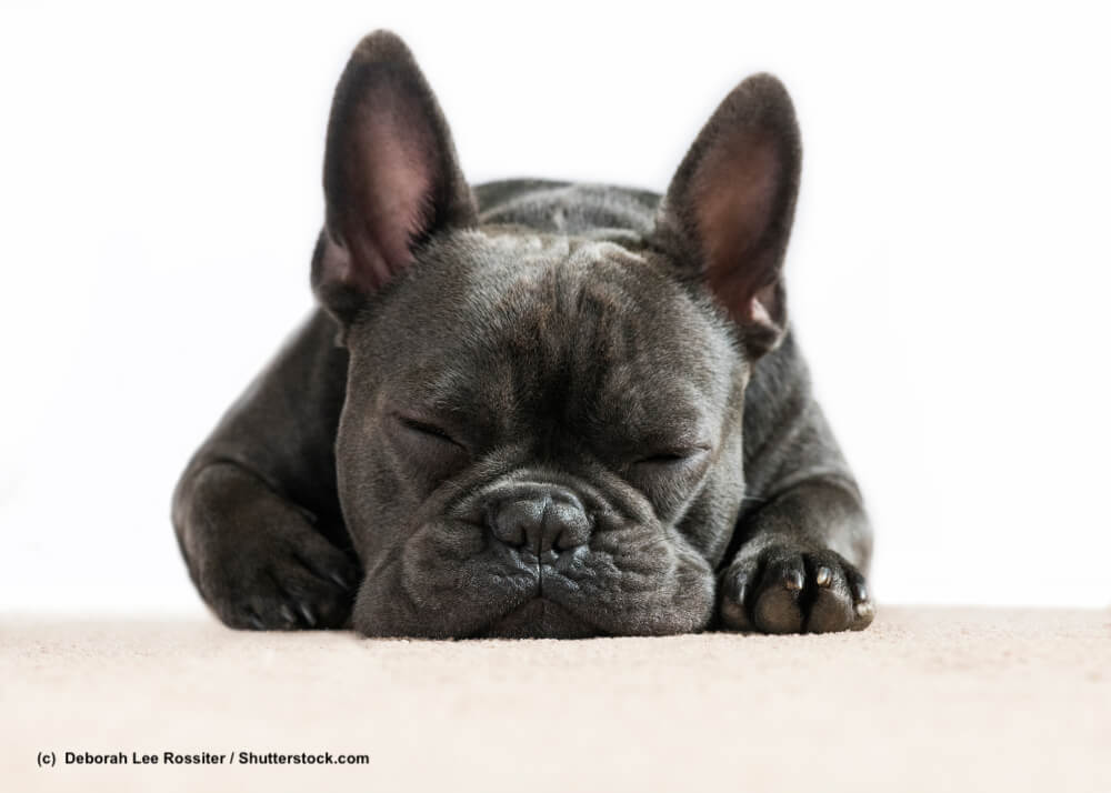 Franzoesische Bulldogge French Bulldog schlafend von vorn