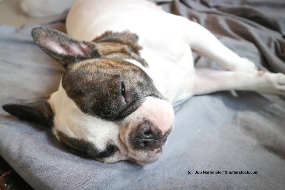 Franzoesische Bulldogge French Bulldog schlafend
