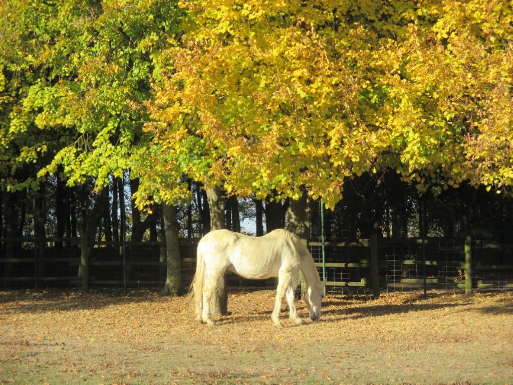 Französisches Reitpferd