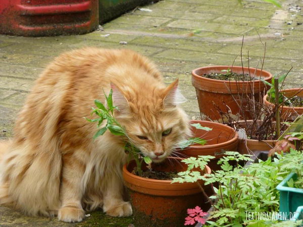 Achtung Lebensgefahr! Diese 7 Balkonpflanzen gefährden das Leben deiner Katze