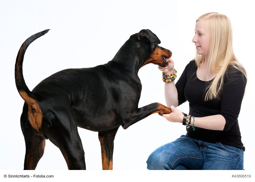 Dobermann gibt Pfötchen gegen Leckerchen