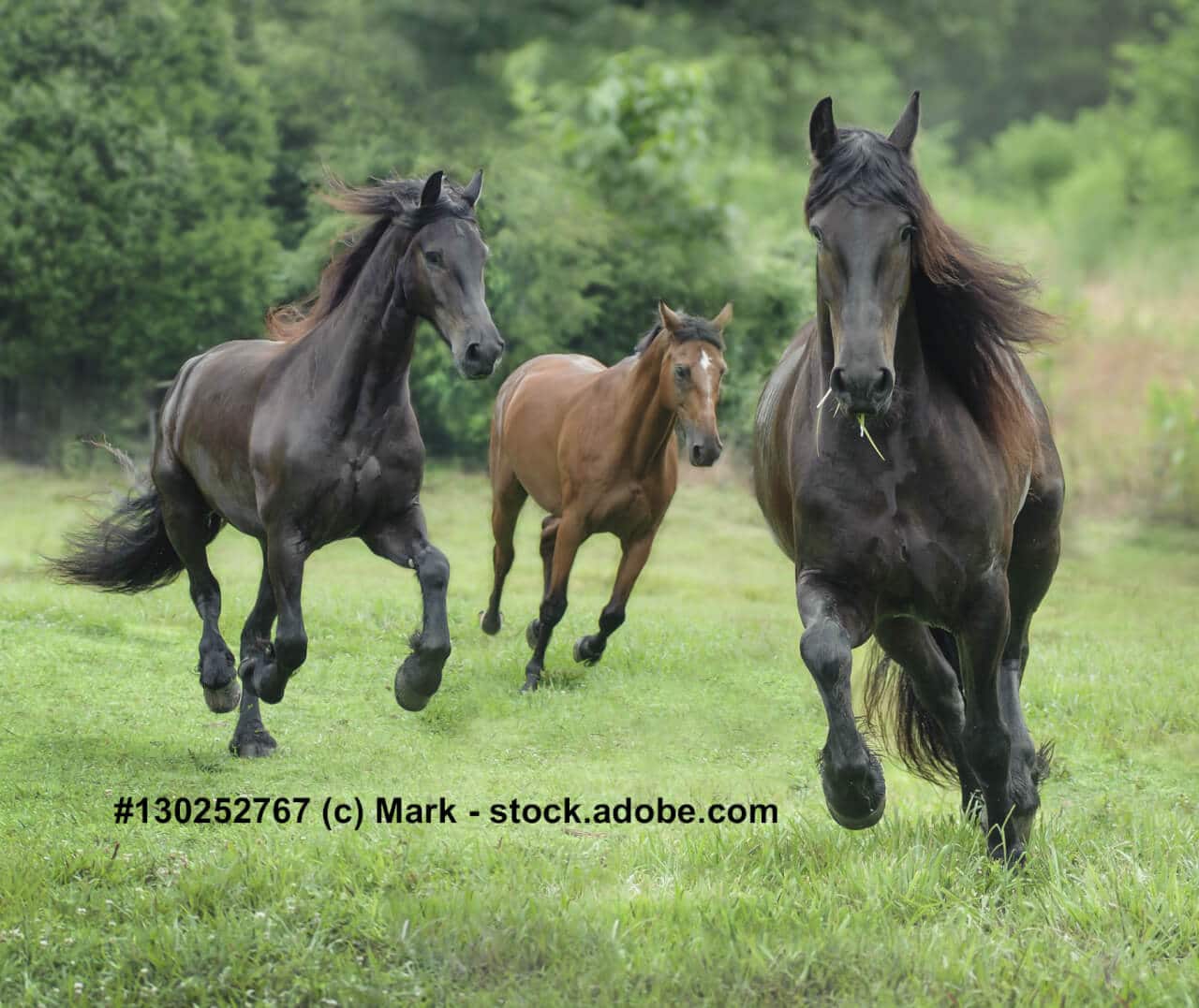 Zwei Friesen und ein Trakehner galoppieren über eine Wiese.