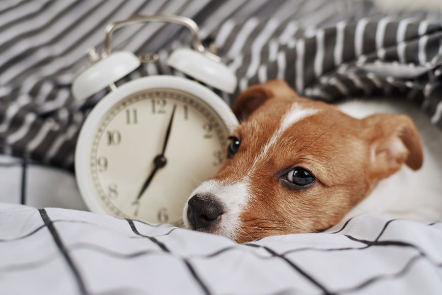 Die besten Fütterungszeiten für deinen Hund