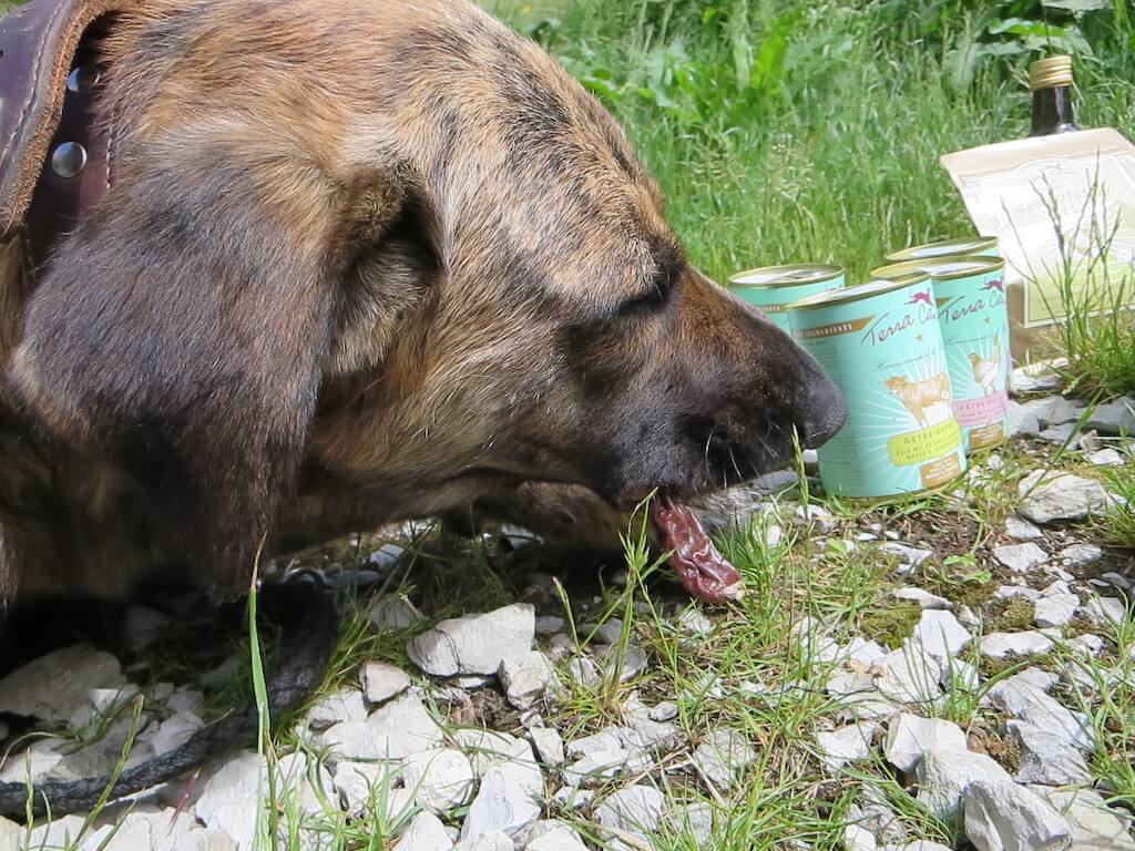 Ein Hund frisst genüsslich eine Trockenwurst aus Wild auf einer Wiese neben ein paar Hundefutterdosen